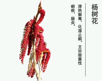 楊樹(shù)花