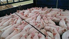 �������i����������߀Մʲô����